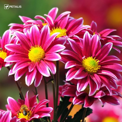 Flower Seed Mix - Petalis