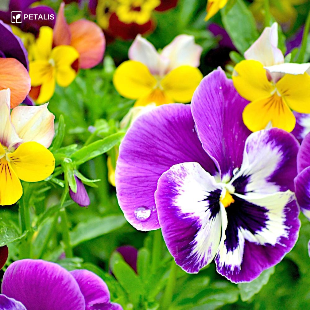 Flower Seed Mix - Petalis