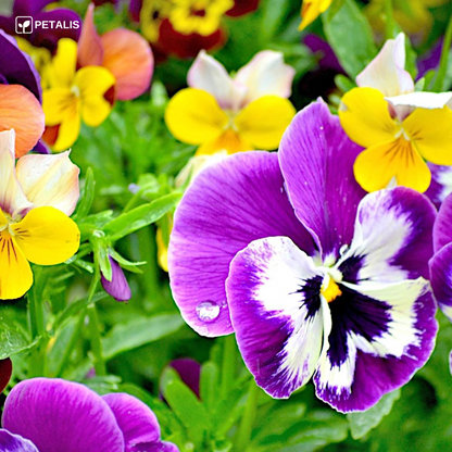 Flower Seed Mix - Petalis