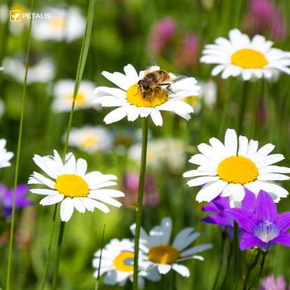 Flower Seed Mix - Petalis