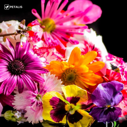 Flower Seed Mix - Petalis