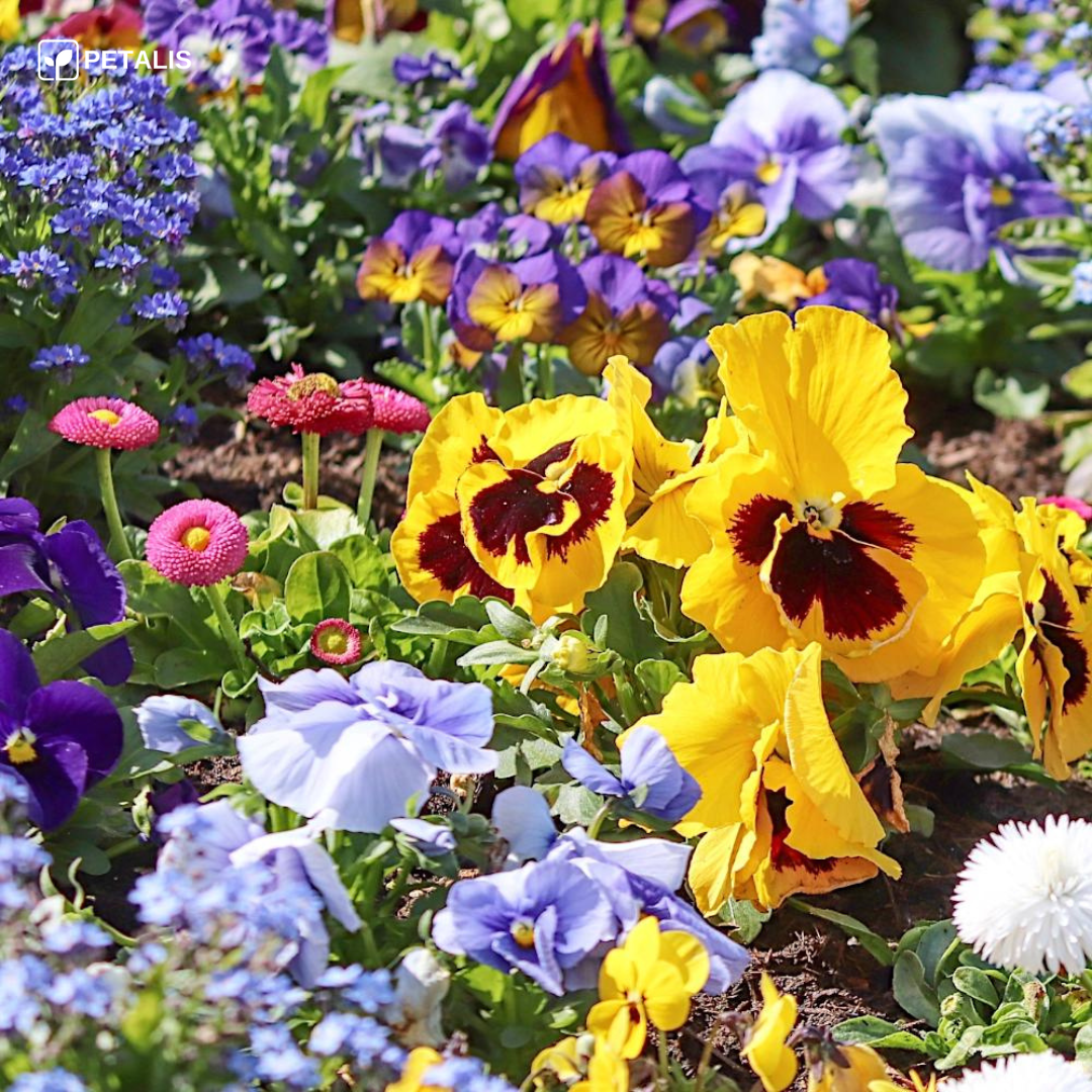 Flower Seed Mix - Petalis