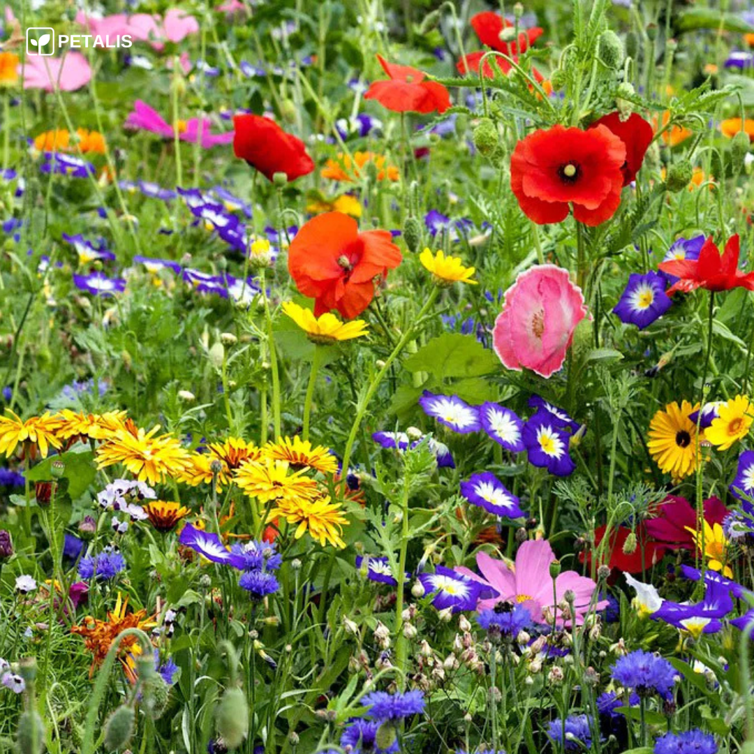Flower Seed Mix - Petalis